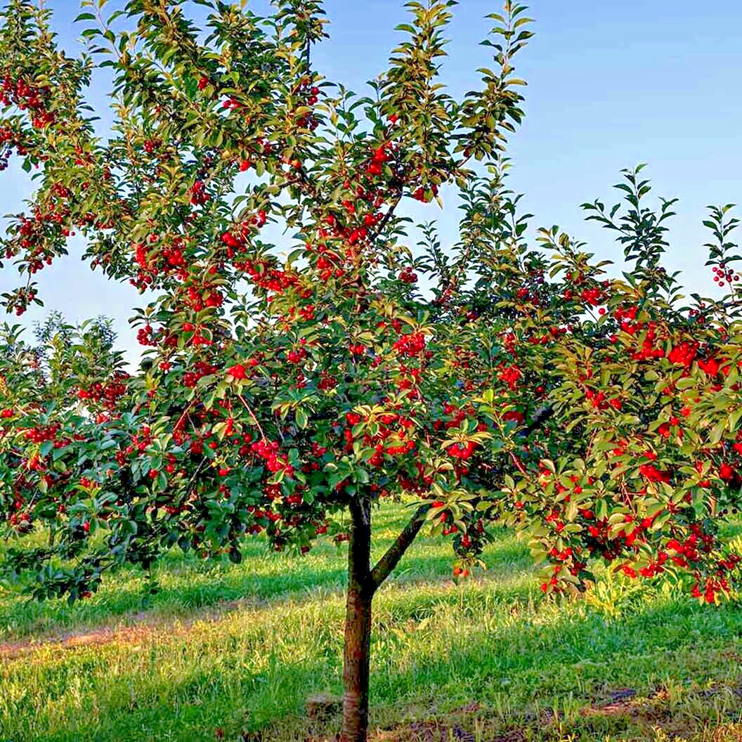 Sweet Mazzard Cherry Tree Seeds (Prunus avium) Edible Fruit, Fast, Hardy-Zone 4