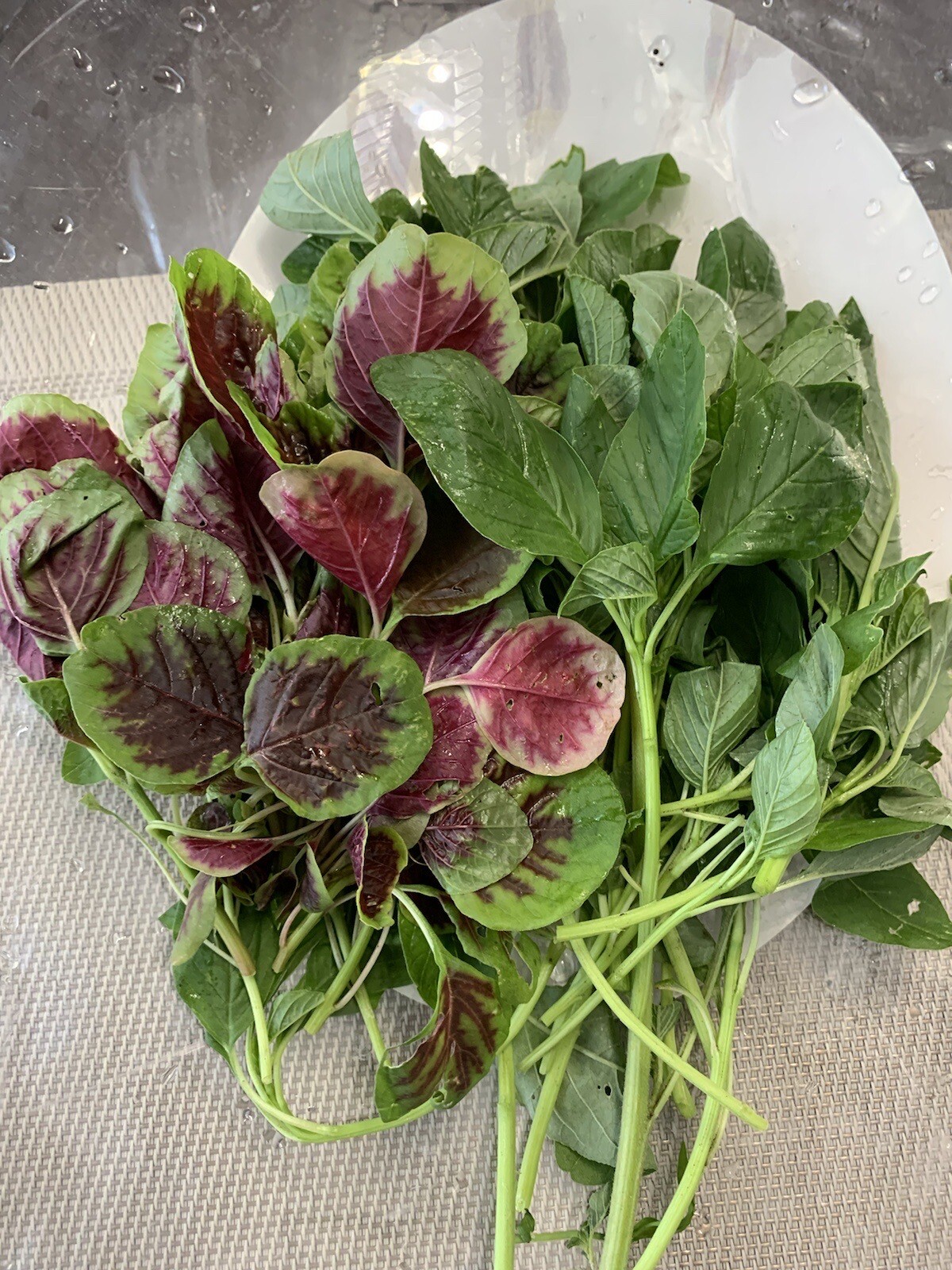 1000+ Mix Amaranth Seeds – ( Green And Red Stripe), NON-GMO, FREE SHIPPING