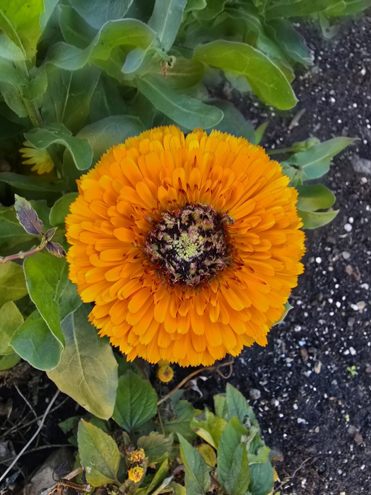 Mixed Calendula Seeds Several Varities 25 Organic Seeds