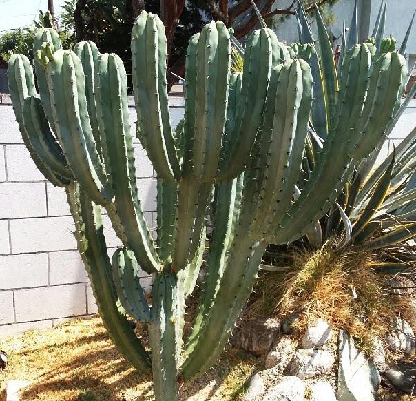 Live Cactus Cuttings – Myrtillocactus Geometrizans Blue Candle Cactus (6 inches)