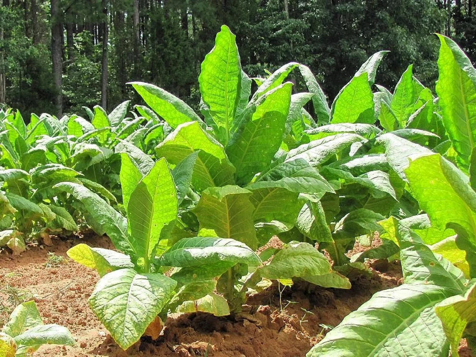 Black Bolivian Tobacco {Nicotiana tabacum} Organic 100+ seeds Free Shipping!