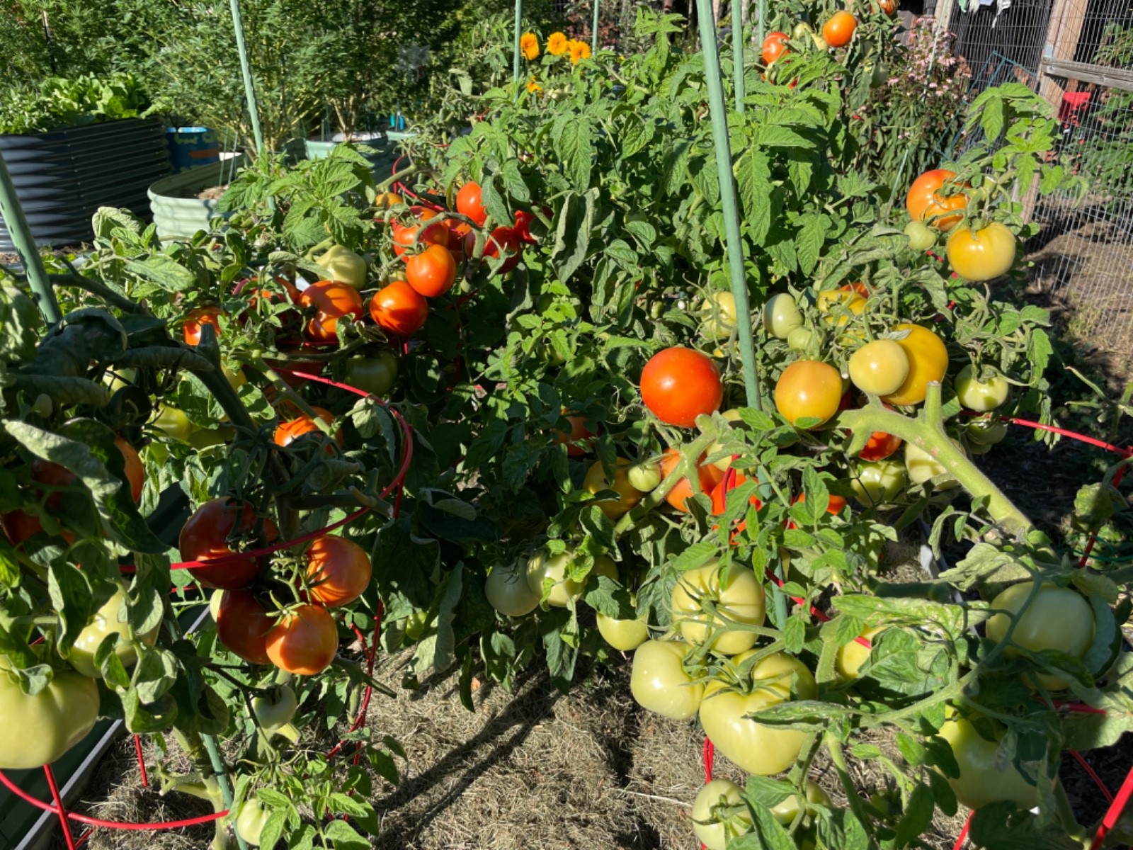 Legend Organic, Heirloom, Open Pollinated, Blight-Resistant Bush Tomato Seeds