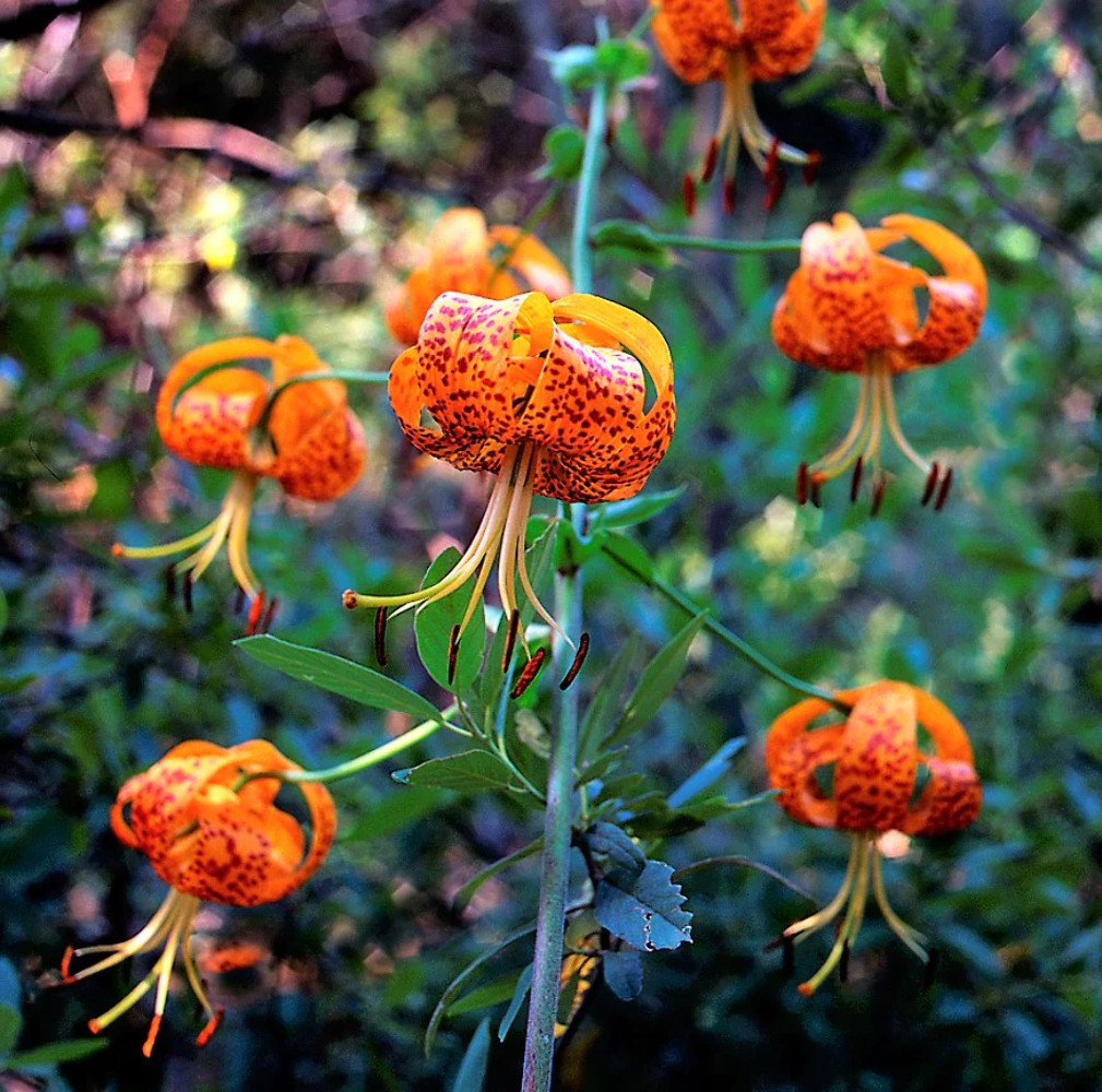 10 LEOPARD LILY California Tiger Lilium Pardalinum Yellow Orange Red Flower Seed