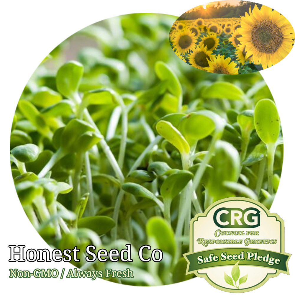 Bulk BLACK OIL SUNFLOWER Microgreen Seeds | Non-GMO Vegetable Seeds – Ships Free