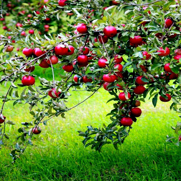 Paradise Apple Tree Seeds (Malus p.) “Red Delicious” Hardy-3 Garden Fruit Plant