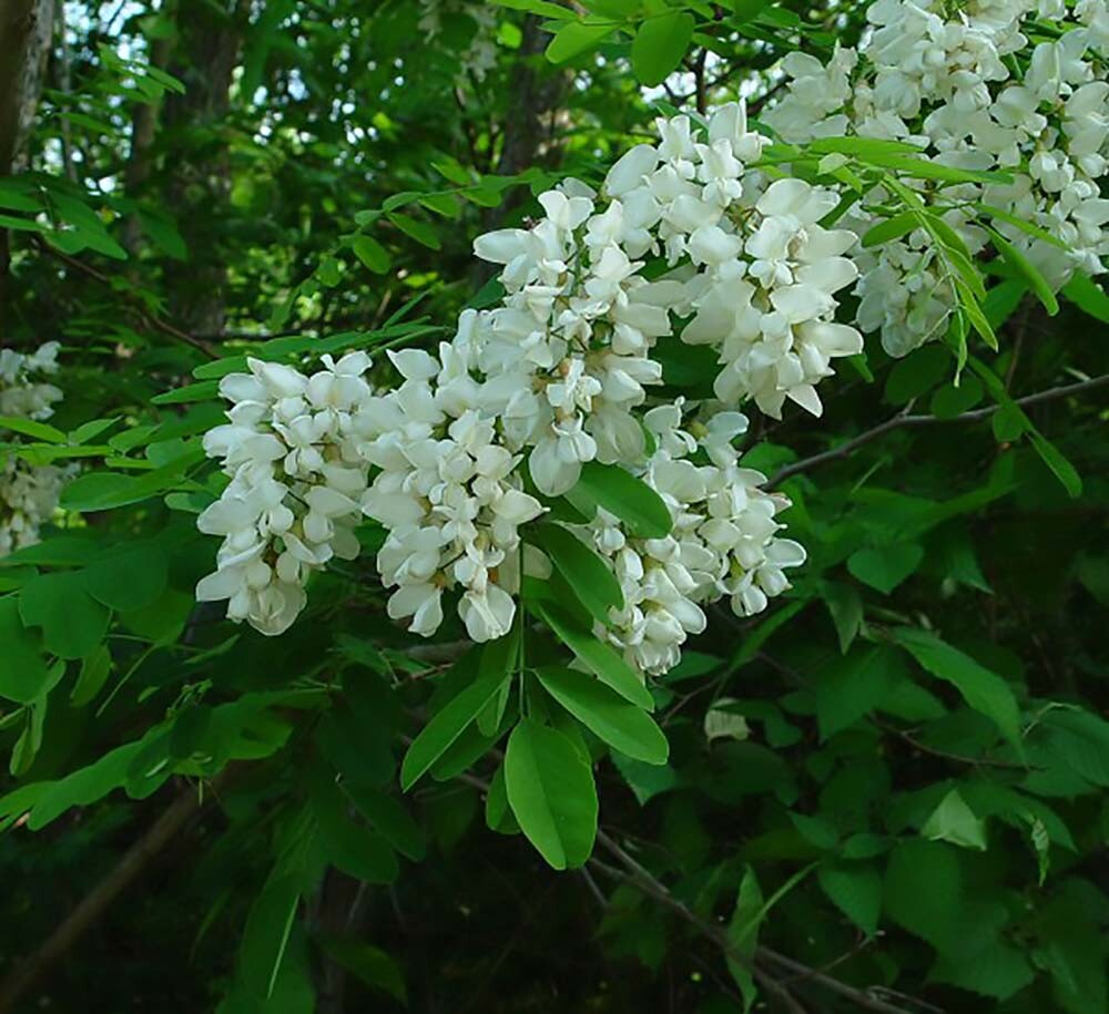 Black Locust, Robinia pseudoacacia, Tree Seeds (Fast, Hardy, Fragrant)