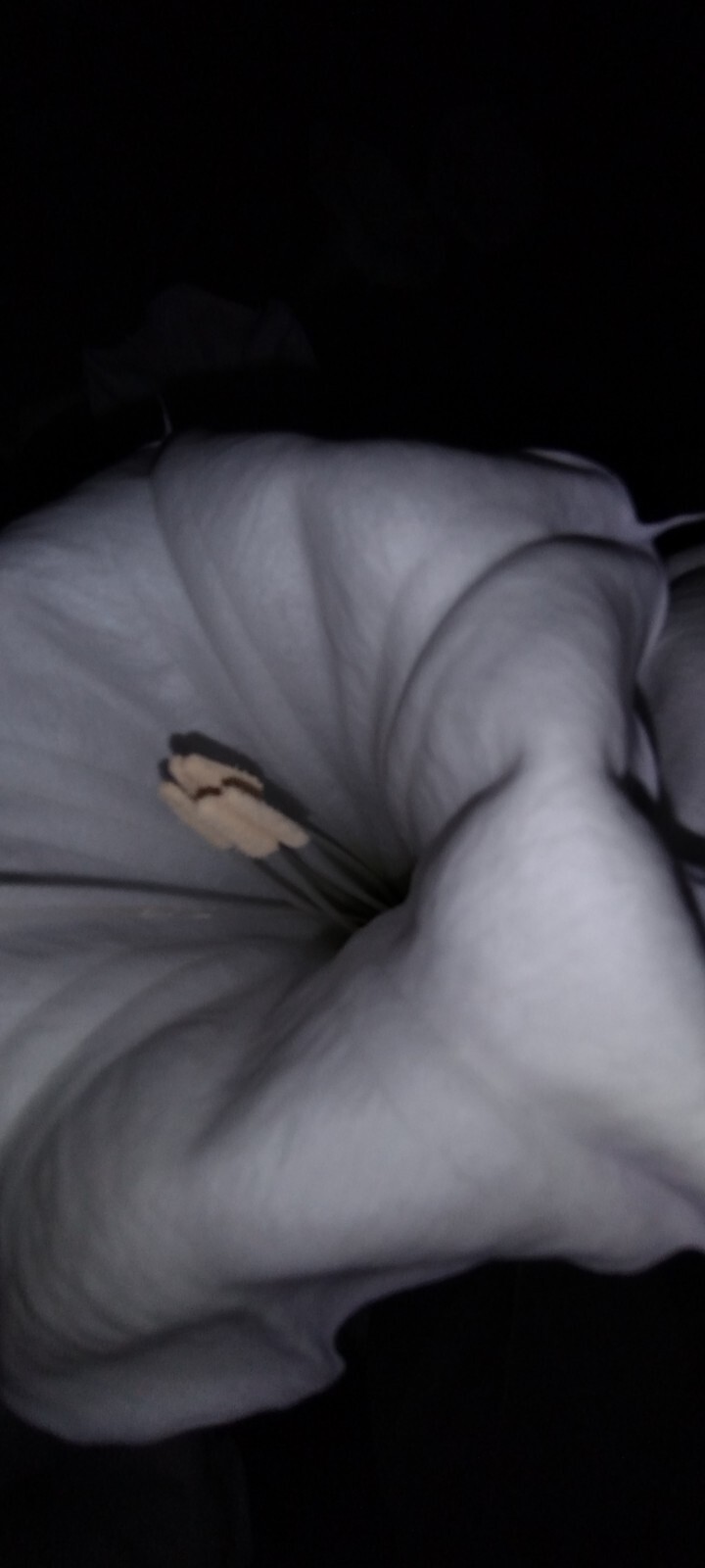 MOONFLOWER ANGEL TRUMPET 100 SEEDS~HUGE BLOOMS~EASY TO GROW 🪴 FREE SHIPPING
