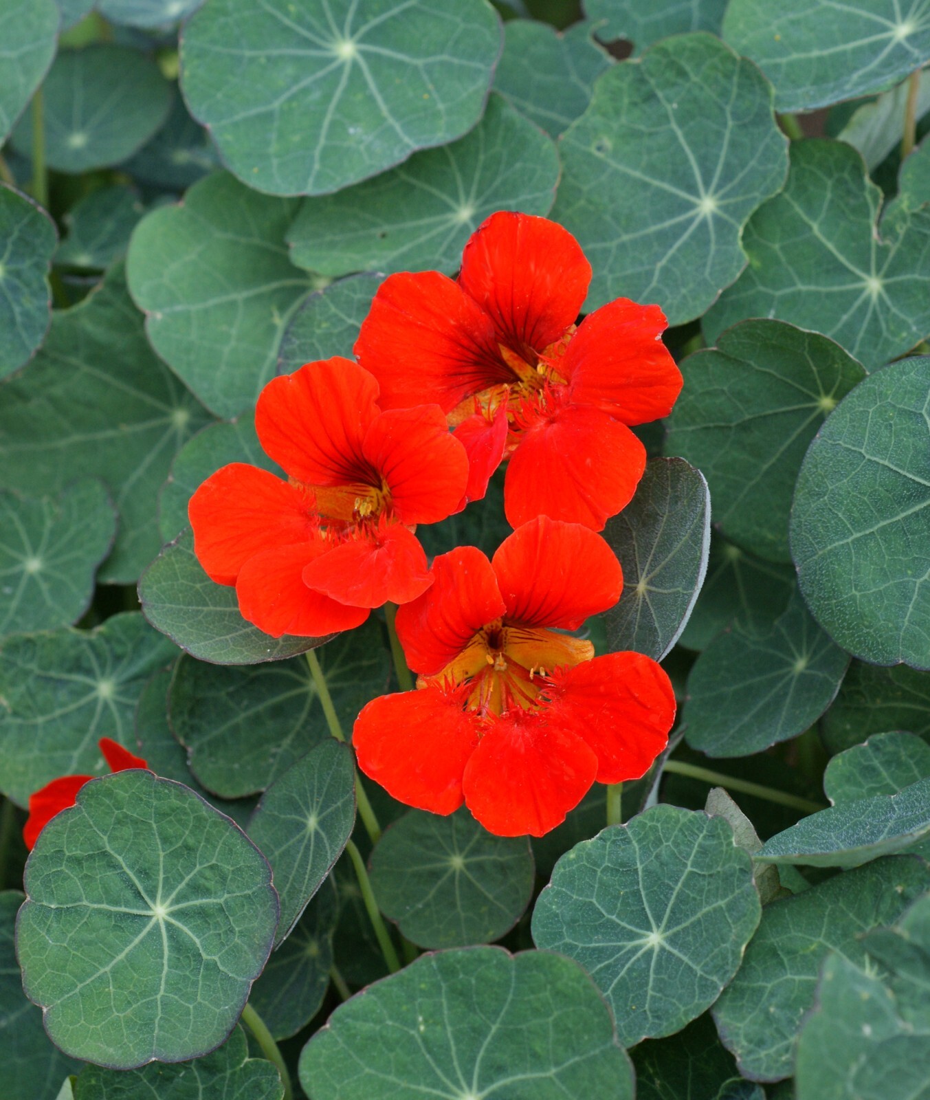 Nasturtium – Empress Of India, 50 Seeds Per Packet, Non-GMO