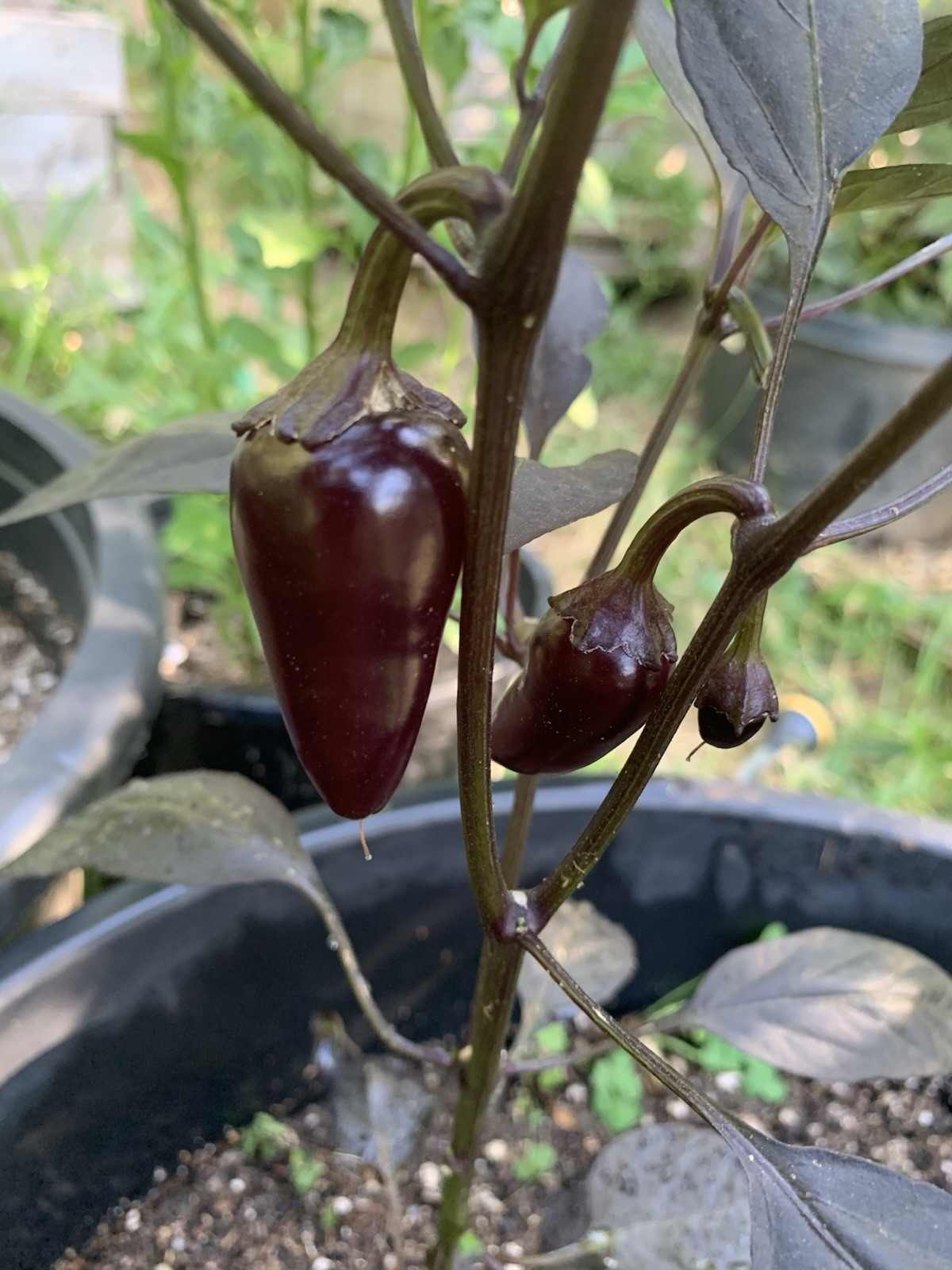 25+ Count Dracula Pepper Seeds 🇺🇸 USA Grown 🇺🇸 100% Organic!