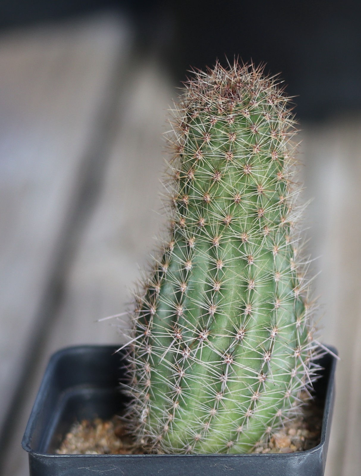 Echinopsis hybrid ‘Orange Cups’