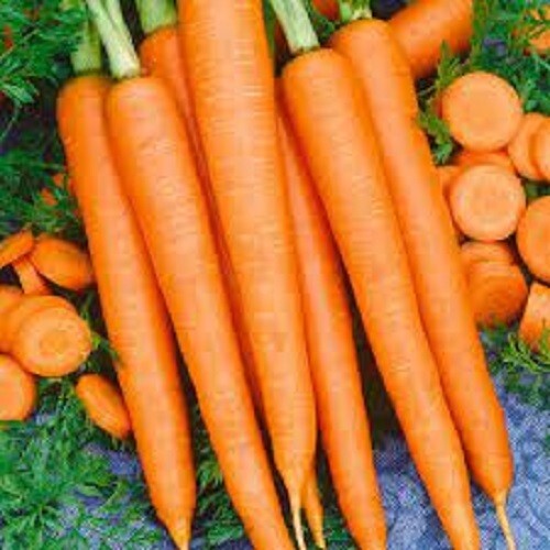 Premium Tendersweet Carrot – Fresh Organic Heirloom Seeds Sweetest variety ever
