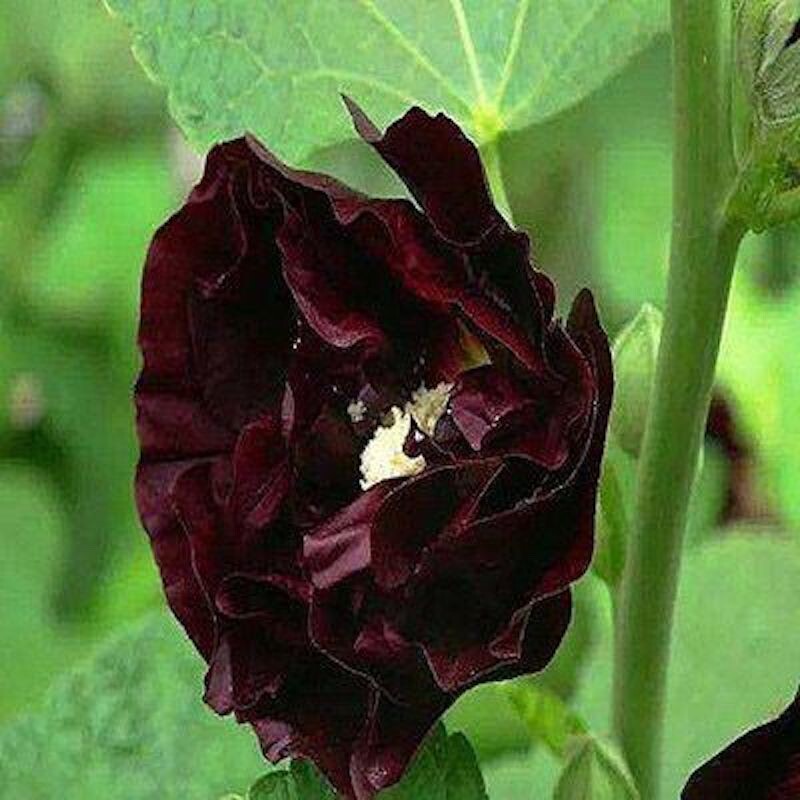 20 SEEDS for Black Deep Red HOLLYHOCK rare flower bed exotic plant USA Seller