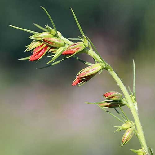 Ipomopsis rubra | Texas Plume | Scarlet Gilia | 10 Seeds