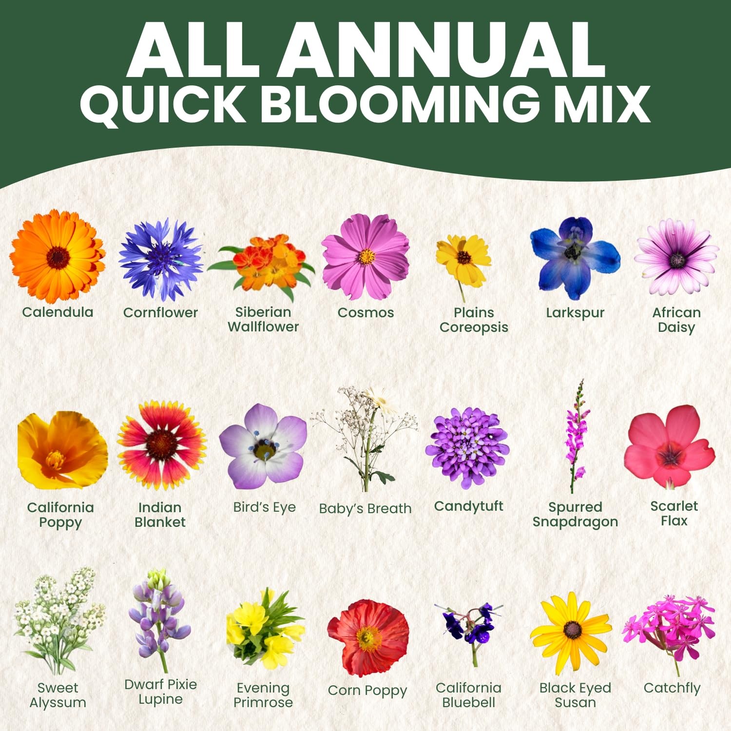 Bulk Wildflower Seeds Annual Quick Blooming 1/4 Pound Bag, Multiple Colors