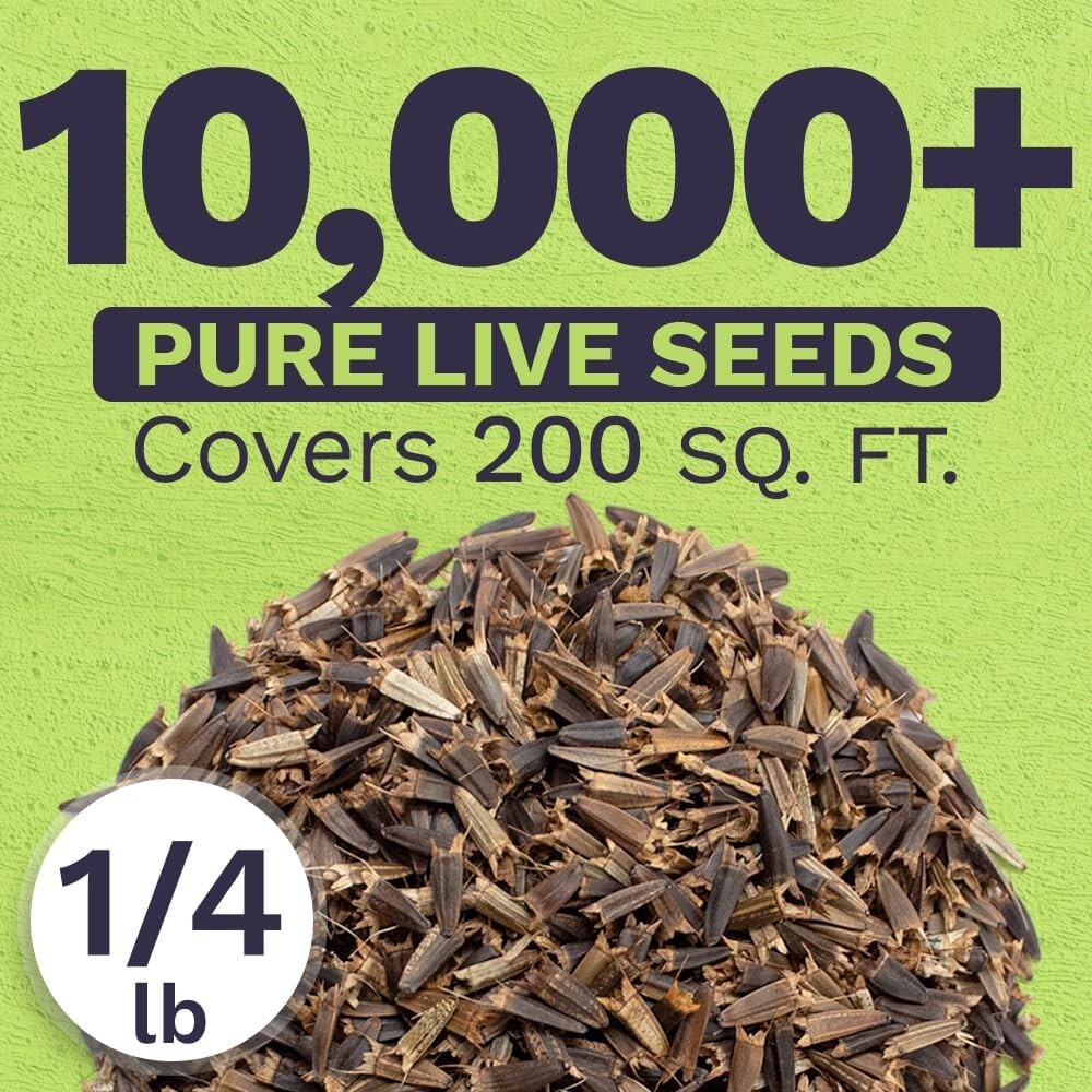 Bulk Quarter Pound Bag of Mexican Sunflower Seeds – 10,000+ Non-GMO Wildflowe…