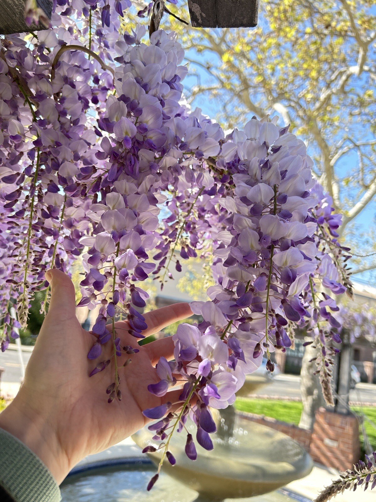 20 Dark Purple Chinese Wisteria Seeds Vine Climbing Flower Perennial Seed