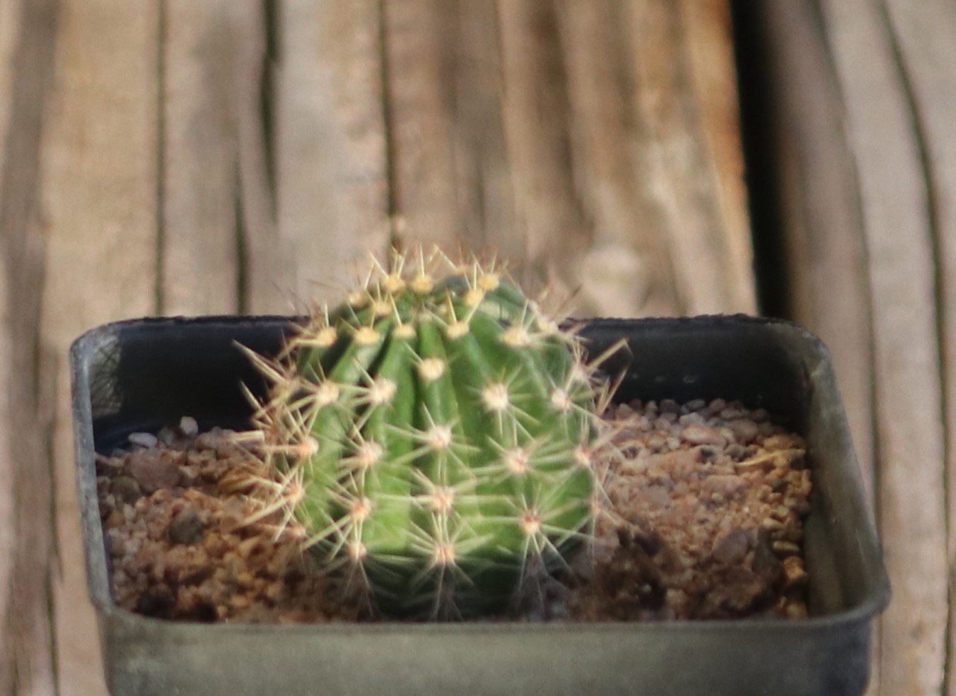Echinopsis hybrid ‘Foxy Lady’