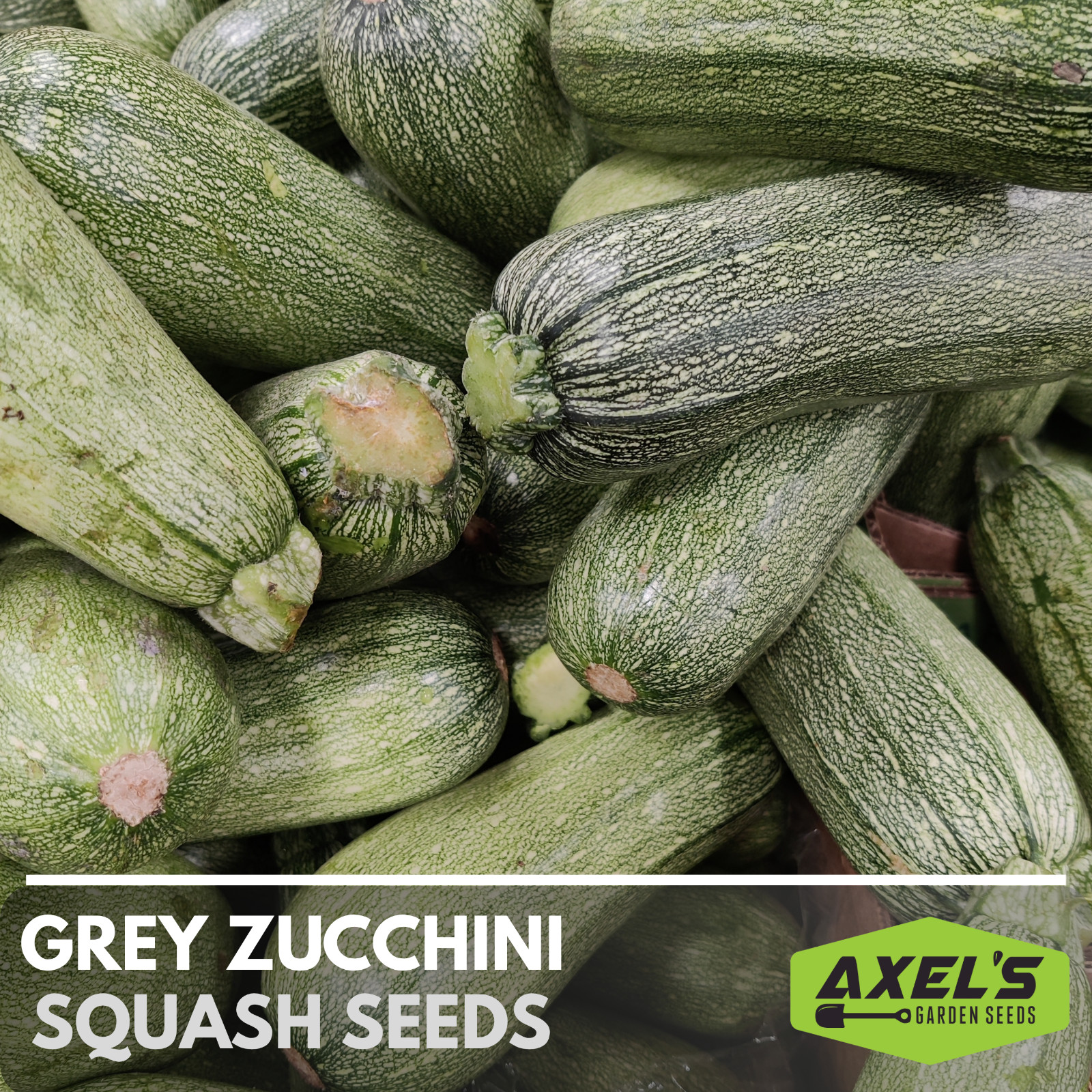 Summer Zucchini Squash Seeds | Heirloom & Non-GMO | Fresh Vegetable Seeds