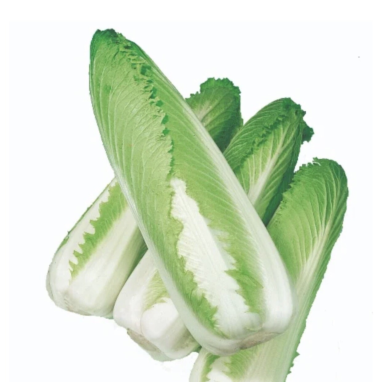 1000 CHINESE MICHIHLI CABBAGE Seeds-Non GMO-Organic-Open Pollinated.