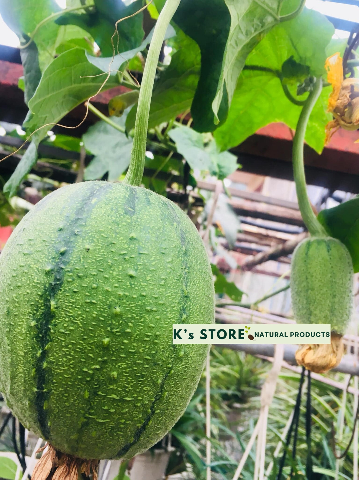 Taiwan APPLE LUFFA Hybrid Seeds; 蘋果絲瓜 very sweet can be eaten raw; from 農友種苗