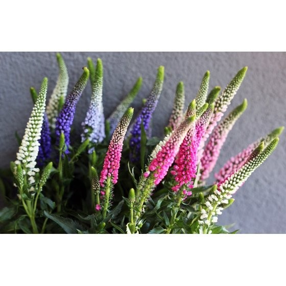 50 Mixed Colors VERONICA SIGHTSEEING MIXTURE (Spike Speedwell) Veronica Spicata