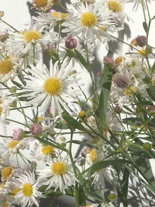 201+FALSE ASTER Seeds Perennial Native Wildflower Poor Soils Summer Fall Garden