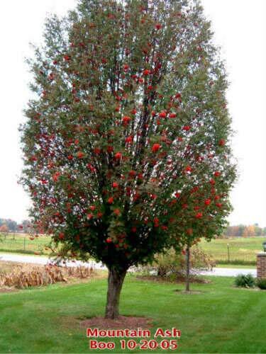 ASH Tree Mountain – Amur – Rowan – Sorbus Aucuparia jocad (20 Seeds)