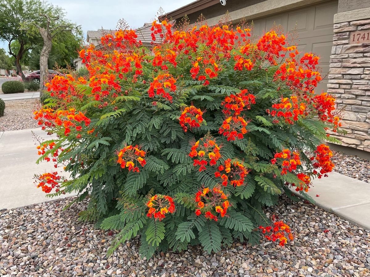 MEXICAN RED BIRD of PARADISE SEEDS (C. Pulcherrima) DWARF POINCIANA Flower Shrub