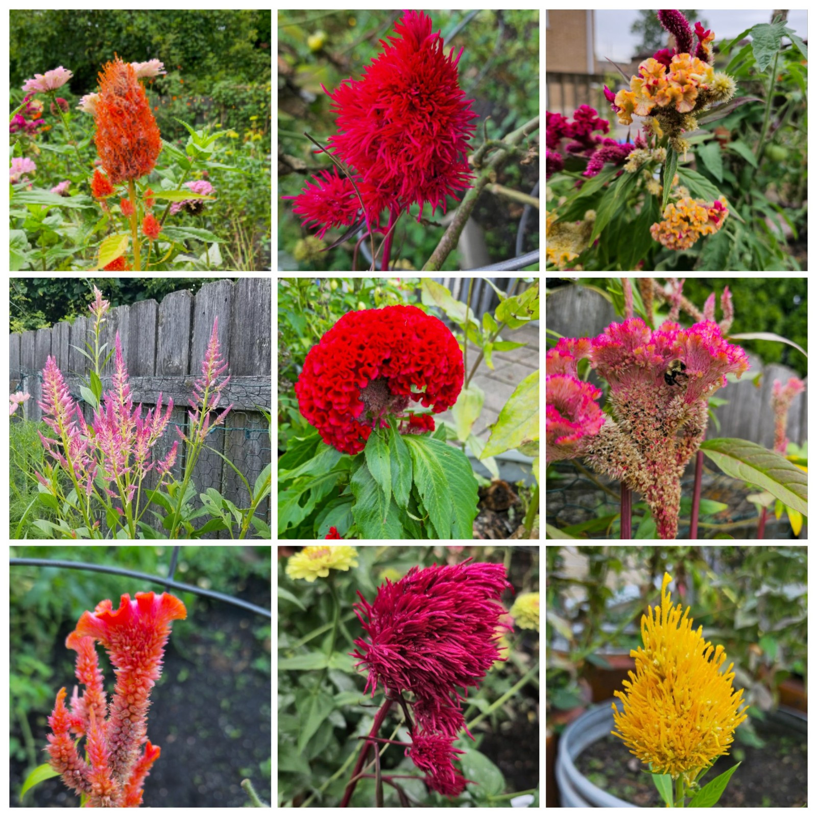 Mixed Celosia & Cockscomb Seeds 50 Organic Seeds *Free Shipping*