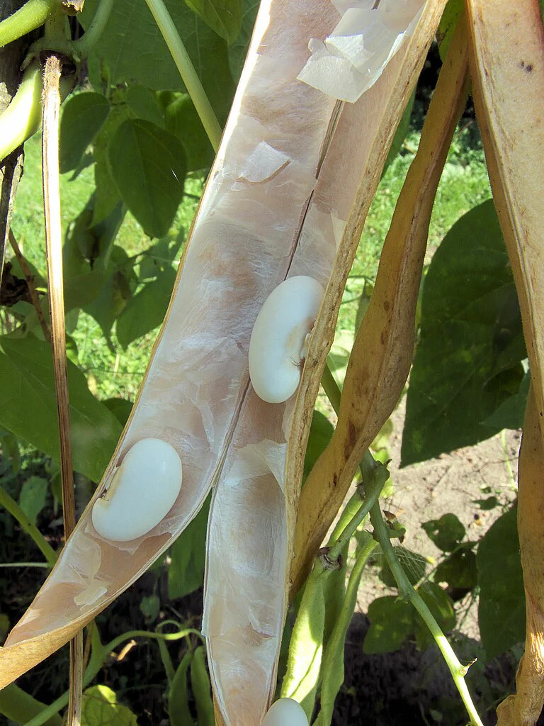 White Half Runner Bean (Pole) Seeds – For 2025 Planting Early Mountaineer Pole
