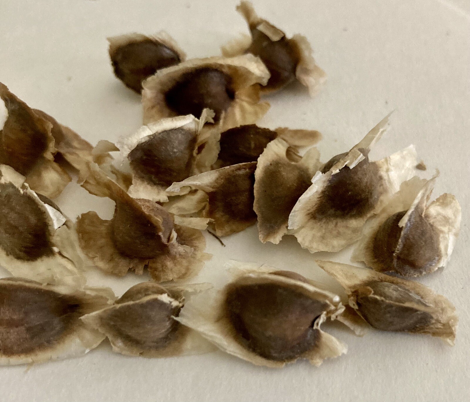 Hand Picked organic Moringa Oleifera Seeds from my Tree in Sunny Arizona🌵🌞