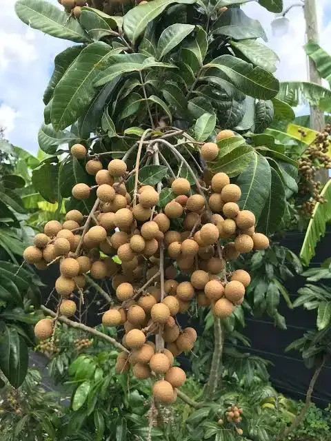 blueberry- 2GAL -2-3 FEET- NO SHIP CA