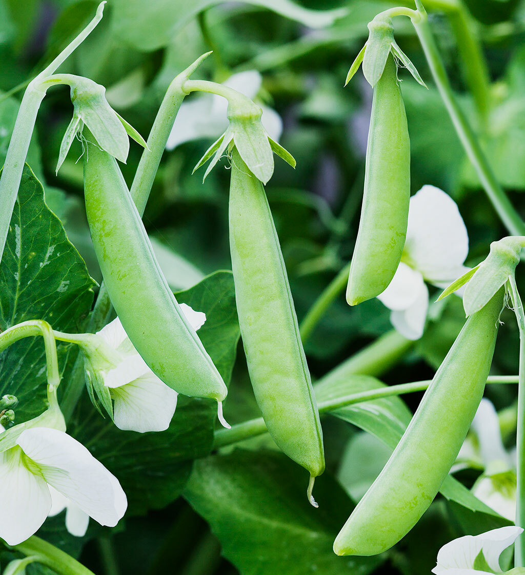 Sugar Ann Snap Pea Seeds | AAS Winner Garden English Field Asian Snow Peas 2024