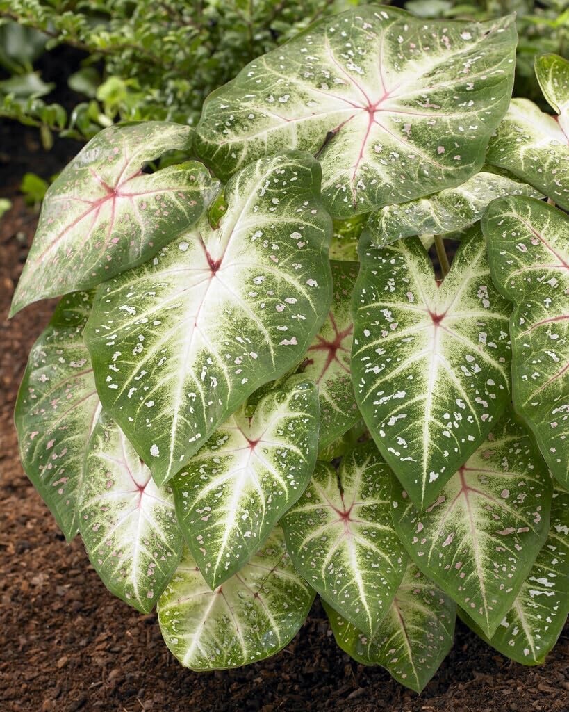 Galaxy Caladium Bulbs for Planting