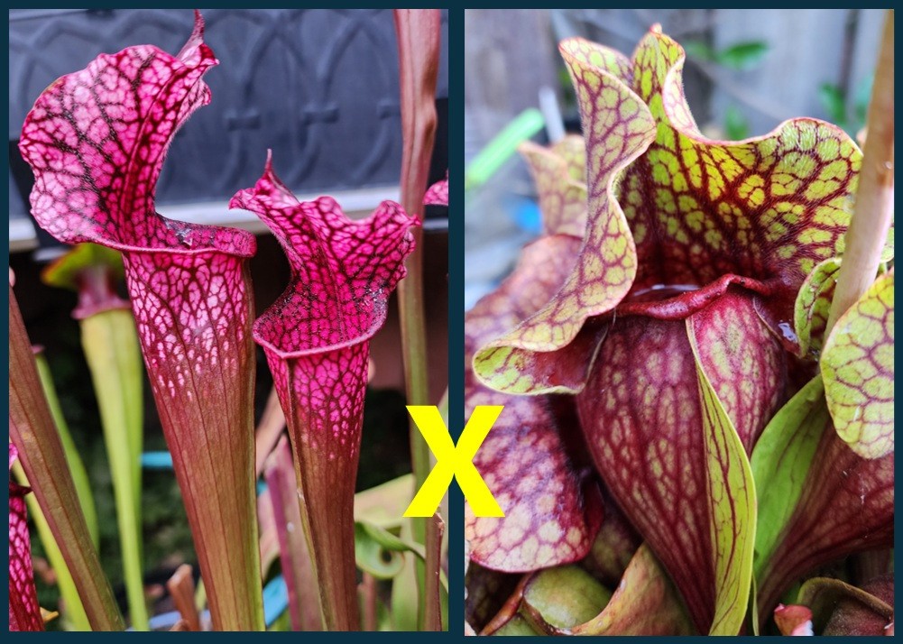 2025 SARRACENIA SEEDS: DAINA’S DELIGHT X FAT ORNATE PURPUREA [CP SEED]