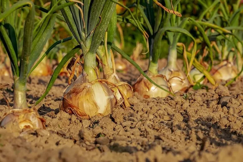200 WALLA WALLA SWEET ONION SEEDS ~ heirloomseedguy ~ 2026 ~ NON-GMO