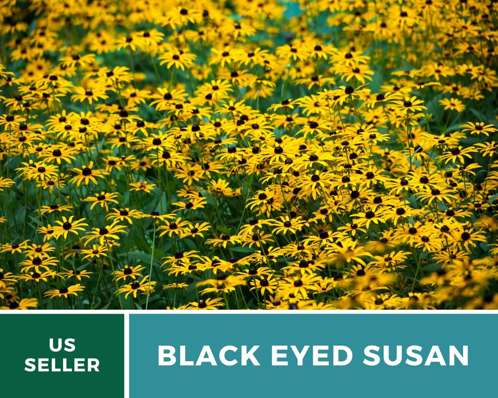 Black-Eyed Susan – Heirloom Seeds – US Native Wildflowers (Rudbeckia hirta)