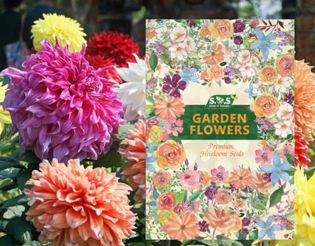 100 pcs Perennial Dahlia Labyrinth Flower Seeds for Planting – Exotic