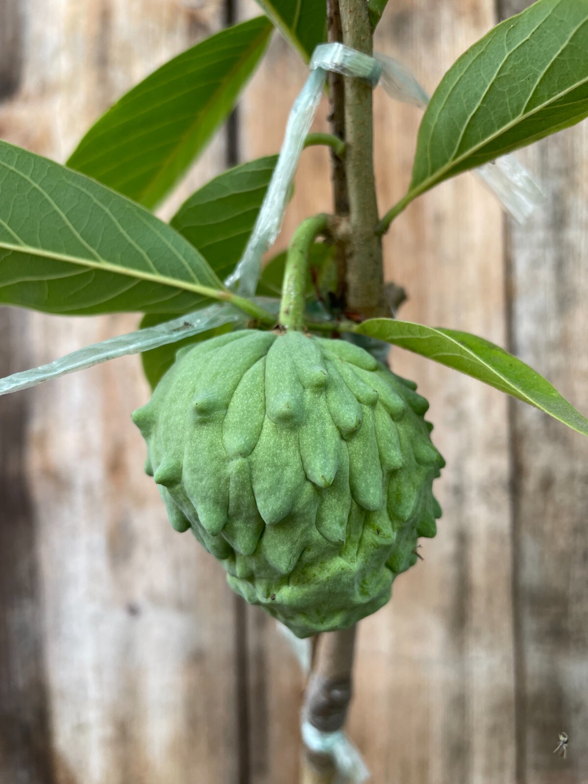 10 Seeds, Rare Pineapple Annona Cherimola X A Squannosa Atemoya, Annona Squnnosa