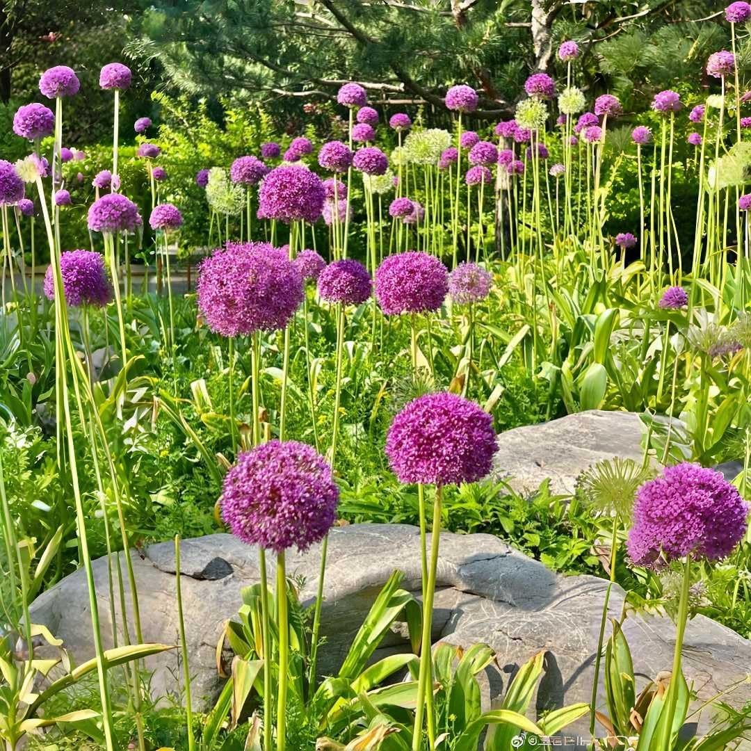 Allium Giganteum Seeds 200pcs Giant Purple Globe Flower Seeds, Perennial Orna…