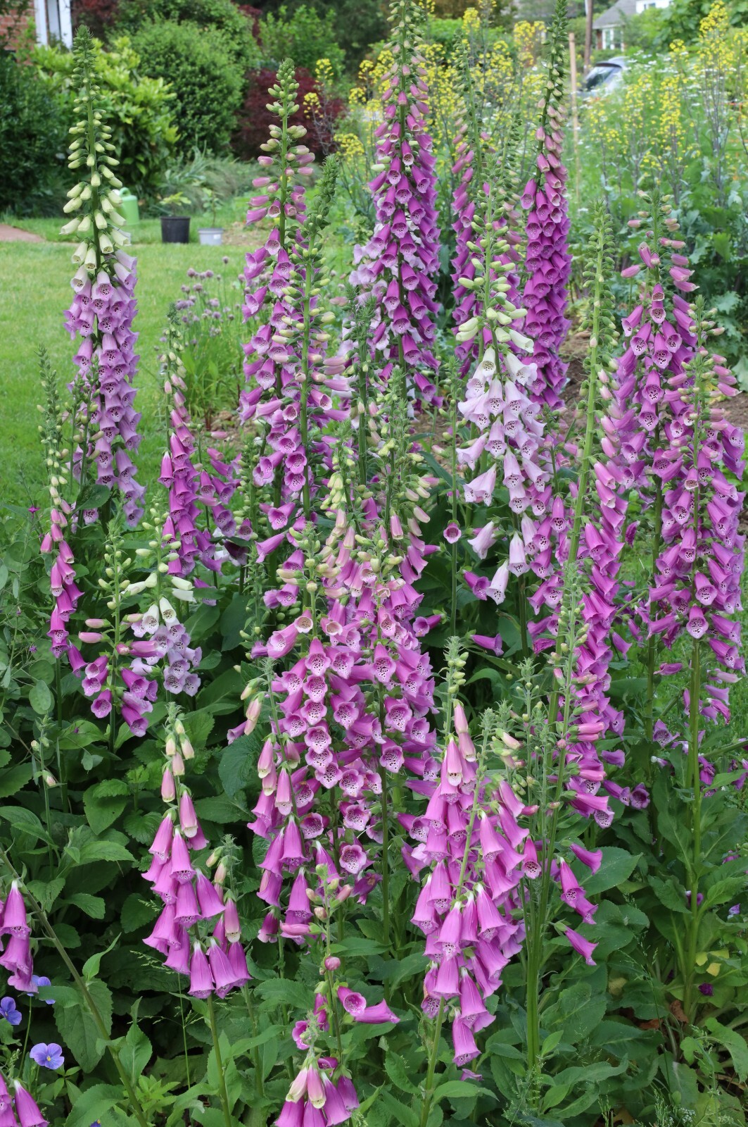 1,000 organic seeds of Foxgloves / Digitalis purpurea – shades of pink & purple