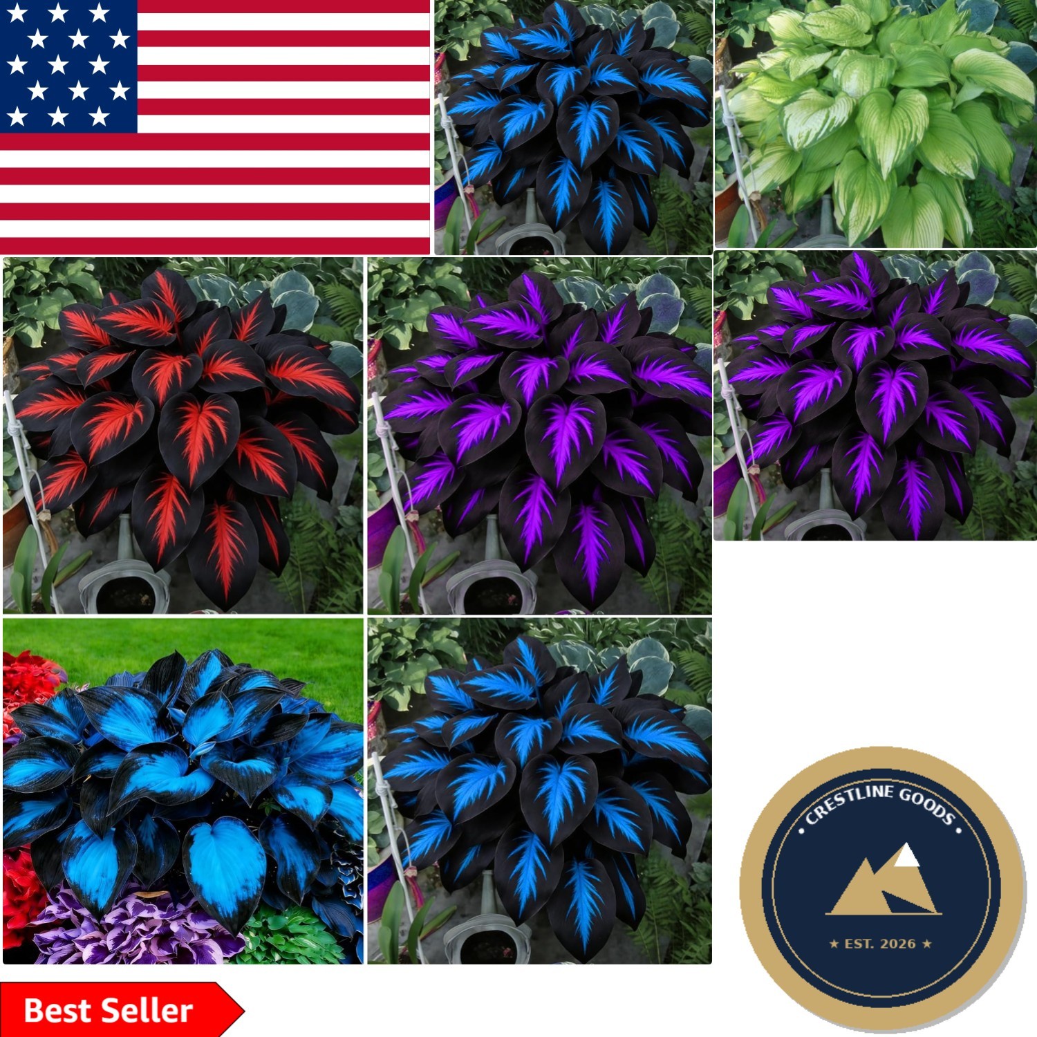 Hosta Seeds for Blooming Beauty – 290+ Non-GMO Heirloom Perennials for Gardens