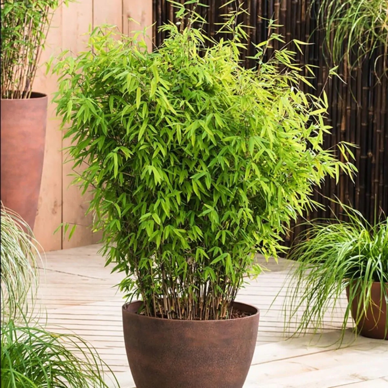100 Asian Wonder Bamboo Seeds Perennial Ornamental Seed Privacy Shots US SELLER