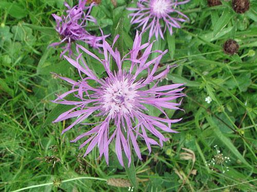 Centaurea nigra | Black or Lesser Knapweed | Hardheads | 10 Seeds