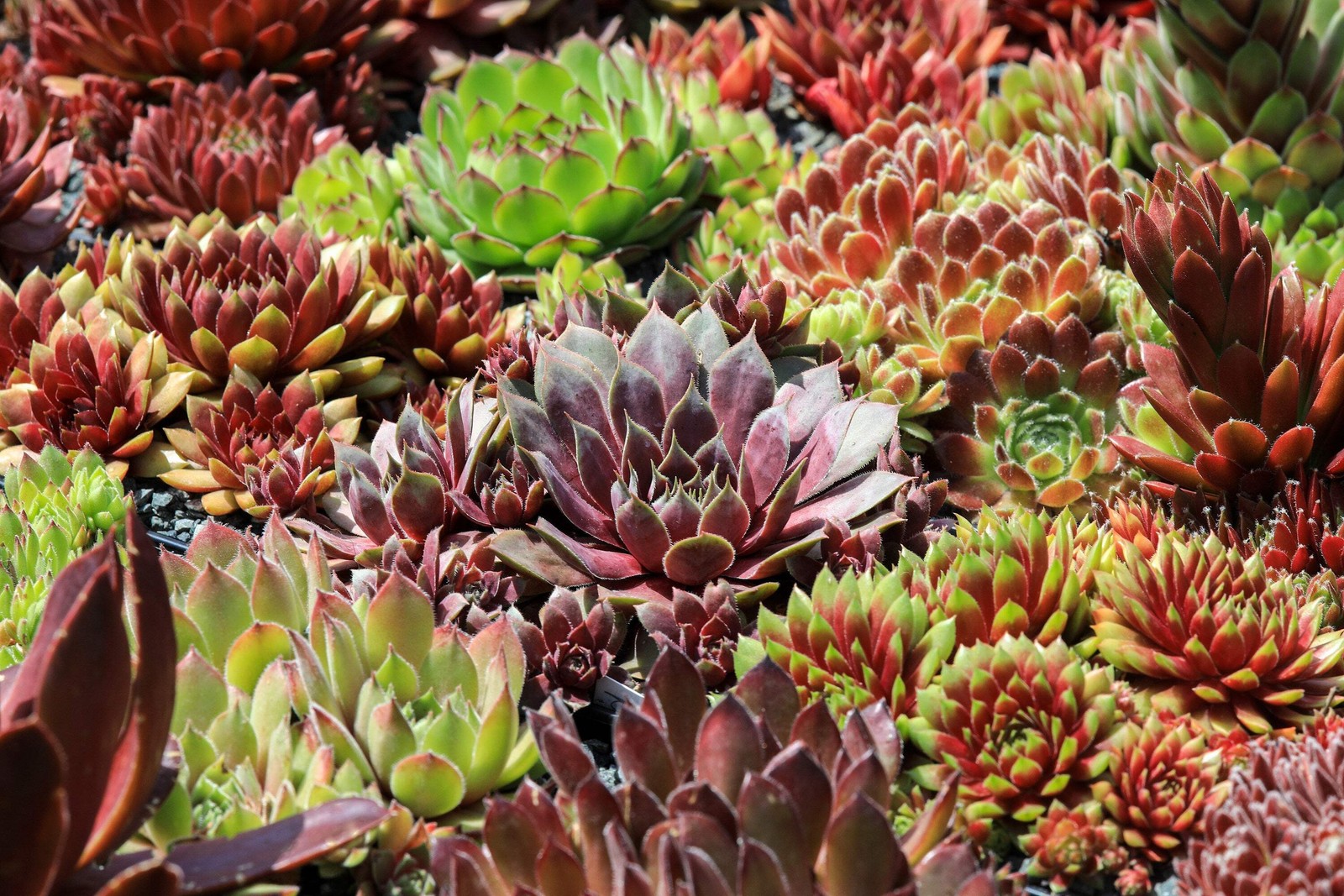 25 MIXED HENS & CHICKS Chickens Succulent Live Forever Sempervivum Flower Seeds