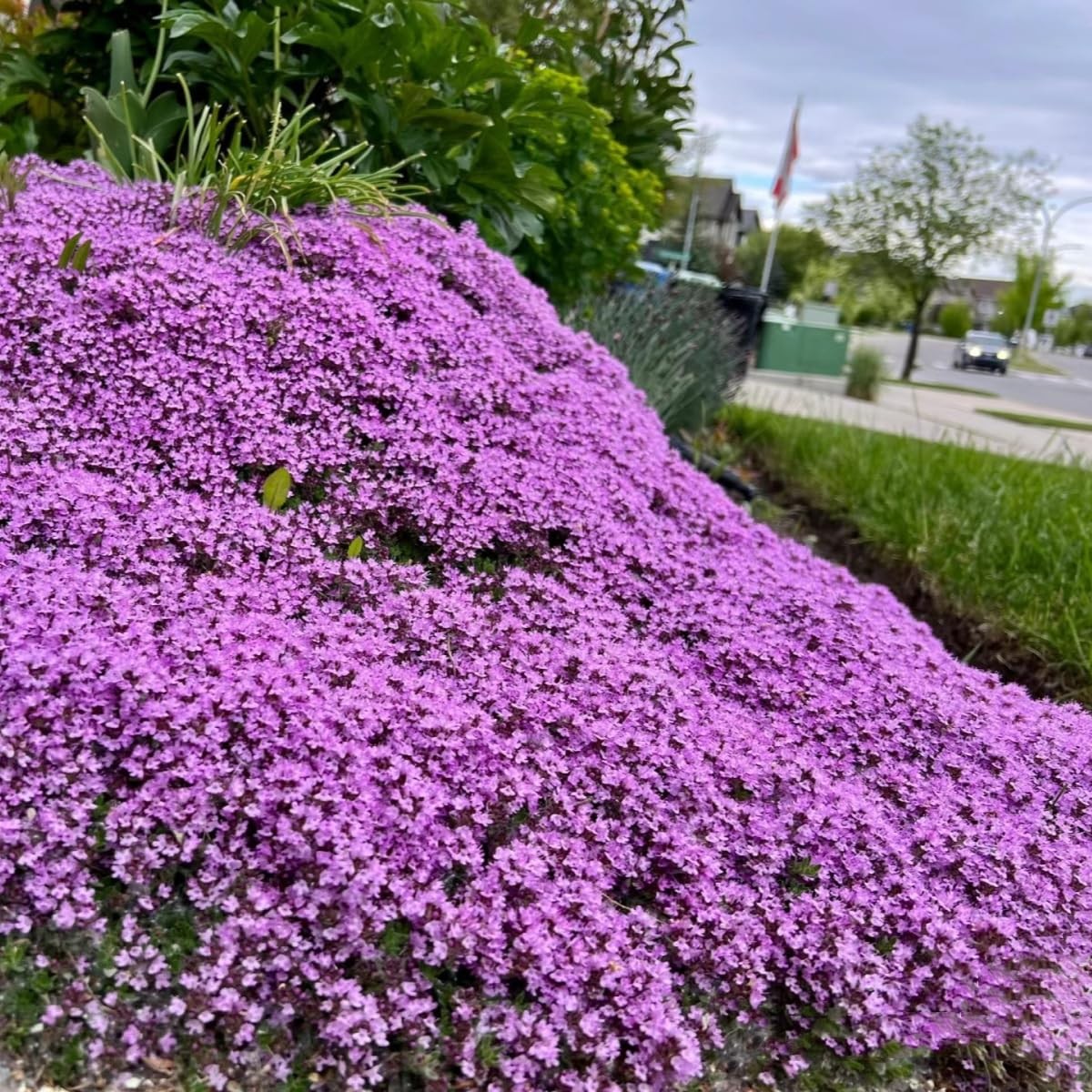 20000+ Magic Purple Creeping Thyme Seeds for Planting Ground Normal, Brown