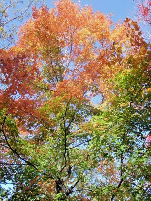 20 BONFIRE SUGAR MAPLE SEEDS – Acer saccharum ‘Bonfire”