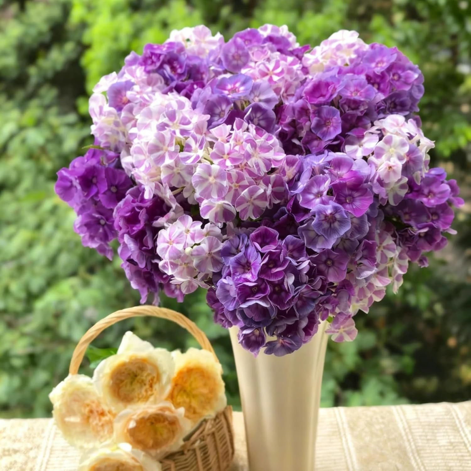 Creeping Phlox Seeds for Planting, 1000+pcs Rare Perennial Creeping Purple Ph…