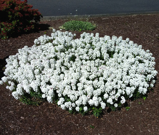 CANDYTUFT EVERGREEN PERENNIAL WHITE Iberis Sempervirens – 500 Bulk Seeds