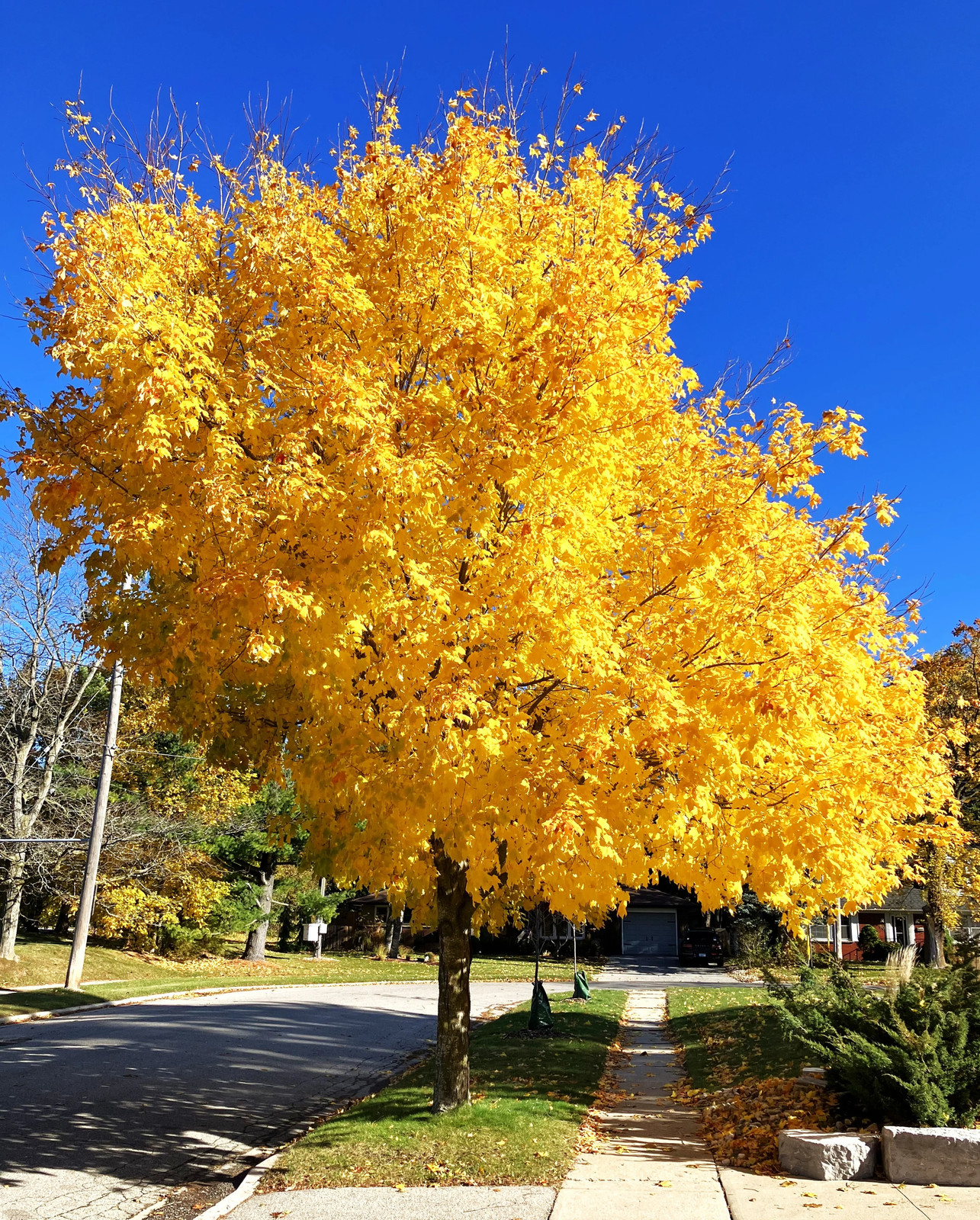 Sugar Maple Tree Seeds – For 2026 Planting Acer Saccharum Sweet Syrup Canadian